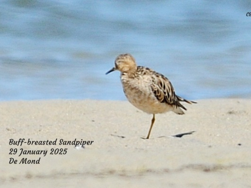 Buff-breasted Sandpiper photographed by Lester van Groeningen at De Mond Feb 2025